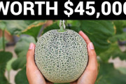 【海外の反応】日本のメロンが45,000ドル(！)もする理由
