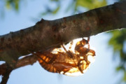 【驚愕】気温が高くてクソ暑いのにセミが泣き始めない理由ｗｗｗｗｗｗｗｗｗｗ