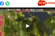 【宝の山】一匹2万円のインコが都会で大繁殖！！