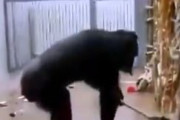 飼育員がチンパンジーの部屋にデッキブラシを忘れた結果ｗｗｗ