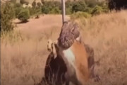 【動画】コモドドラゴン、一口で鹿を丸呑みしてしまう