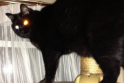 【画像】 ビーム猫