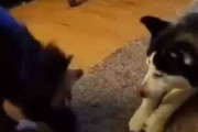 ２匹のイヌが遊んでいた。道具を武器にするのは霊長類だけだ！ → そんなことはないようです…