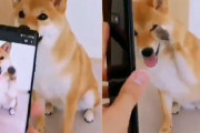 これはかわいい！スマホに撮った自分のポーズと同じポーズをする犬