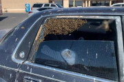 【米国】買い物から戻ったら車が蜂の巣状態に…ニューメキシコ州