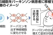【速報】IPS細胞、限界突破。パーキンソン病が改善しミニ肝臓が作られる