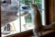 【どうぶつ画像】窓の外にでっかいのが！、PC使いこなせてそうなねこ、こねこ「でっかいいぬだー」 ほか【再】