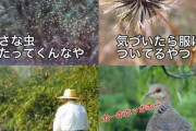 【画像】韓国人「日本人が語る『日本の田舎』の特徴がマジでヤバ過ぎる‥（ﾌﾞﾙﾌﾞﾙ」　韓国の反応