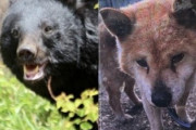 【秋田県】クマに襲われた愛犬ダイくんを発見も「内蔵を全て喰われる」ダイを返せ、クマが憎い