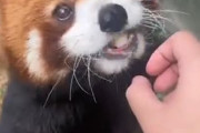 レッサーパンダ、可愛い