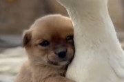 【朗報】子犬さん、アヒルで暖をとる