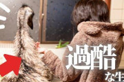 【YouTuber】居間でエミュー飼ってる女さんが強すぎると話題にｗｗｗｗｗｗｗ