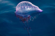 彡(^)(^)「海辺にめっちゃ幻想的な綺麗な生き物いるやんけ！捕まえたろ！」