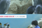 【画像】水族館のペンギンさん、エサ代を節約するためにサバを与えるも、安い飯は食いたくないと拒否ｗｗｗｗｗｗｗｗｗｗｗｗｗｗ