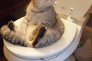 【ねこ画像】ねこトイレ中、キーボードに乗っかるこねこ、穴掘りねこ ほか【再】