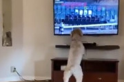 競馬の番組を見たときの犬のリアクションが面白すぎる件　海外の反応