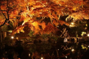 鎌倉の紅葉現地リポート: ライトアップで楽しむ秋の風景