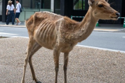 【画像】奈良公園のシカさん、観光客から鹿せんべいを貰えなくなってやせたかなしい姿になるｗｗｗｗｗｗｗ