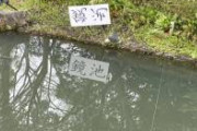 【画像】なばなの里、鏡池の看板。粋やね