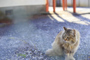 逃げない猫に出あえることを祈る祈祷力が試される【再】