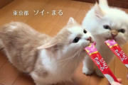 【悲報】チャオチュール、ガチで美味すぎる…