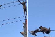 お母さん猿が命をかけて、電線の上で動けなくなった子猿を救出（インド）