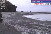 海岸にびっしり…大量のイワシ打ちあがる　北海道松前町