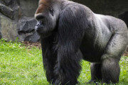 【悲報】ゴリラ、高いンゴ…