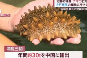 【新潟】ナマコのタマゴ2億個など大量廃棄　養殖業者が苦渋の「事業縮小」　中国「禁輸」措置受けて