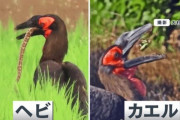 【悲報】千葉県でヤバそうな鳥が逃走中、ヘビやカエルをペロリと丸呑み