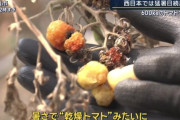 日本列島を襲う猛烈な暑さと雨、トマト600kgが全滅