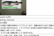 【悲報】フグの毒、ガチで難解