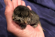 【画像】2つの顔を持って生まれた子猫「ビスケッツ＆グレイビー」 3日後に死ぬ【米国】