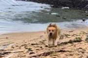 イヌと海にやって来た。連れてきてくれてありがとう！ → 犬はこうする…