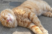 【画像多め】猫好き島根県警幹部、近所の飼い猫「ぴー太郎」に一目ぼれ…熱烈オファーで交通警察猫にwwww