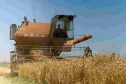 ロシアの穀物収穫、主要生産地がウクライナとの戦闘と悪天候で打撃！