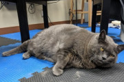 肥満猫のダイエット大作戦。様々なエクササイズに挑むもやる気が感じられないその姿に世界から励ましの声（アメリカ）