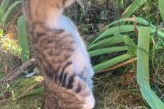 【ねこGIF】カウンターに登りたいぽっちゃり猫さん…自分のジャンプ力をよくご存知のご様子ですねwww
