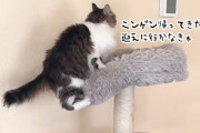 目の見えない猫が飼い主の帰宅時、急いでキャットタワーから降りようとする姿に涙