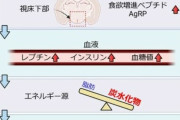 【朗報】食欲を制御するタンパク質発見･･･肥満治療法に繋がる可能性