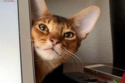 【ねこGIF】どんどんカメラに近付いてくる子猫ちゃん…どアップのお顔がたまりませんwww