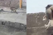 【恐怖】インドの犬猿の仲、レベルがちがった