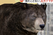 【爆報】400kgを超える巨大ヒグマが北海道に出現