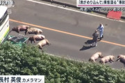 【動画あり】北海道のバストラック衝突事故、ドラレコ映像が公開　これどうやって回避すれば良いの？