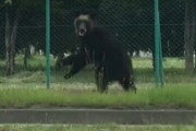 【警報】札幌に巨大ヒグマが出現！！自衛隊員も襲撃された模様