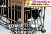 人気記事紹介 - 「どうしたらいいのか頭の中、パニックです」民家の物置小屋の中でクマが眠っている