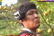 TBS『アイアム冒険少年』､無許可撮影で他人のレモン畑に侵入か　レモン食う様子も　ロケ地の地主「うちの畑に勝手に入ってる｣