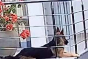 犬がベランダでくつろいでいた。家の人は誰も気づいていない！ → 犬、絶体絶命です…