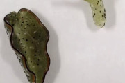 頭部から体全体を再生するウミウシを日本の大学研究グループが発見（海外の反応）