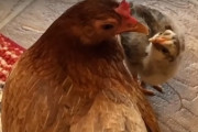 保護されたニワトリに卵を与えてみたら、卵を温め始めて、卵がかえった！